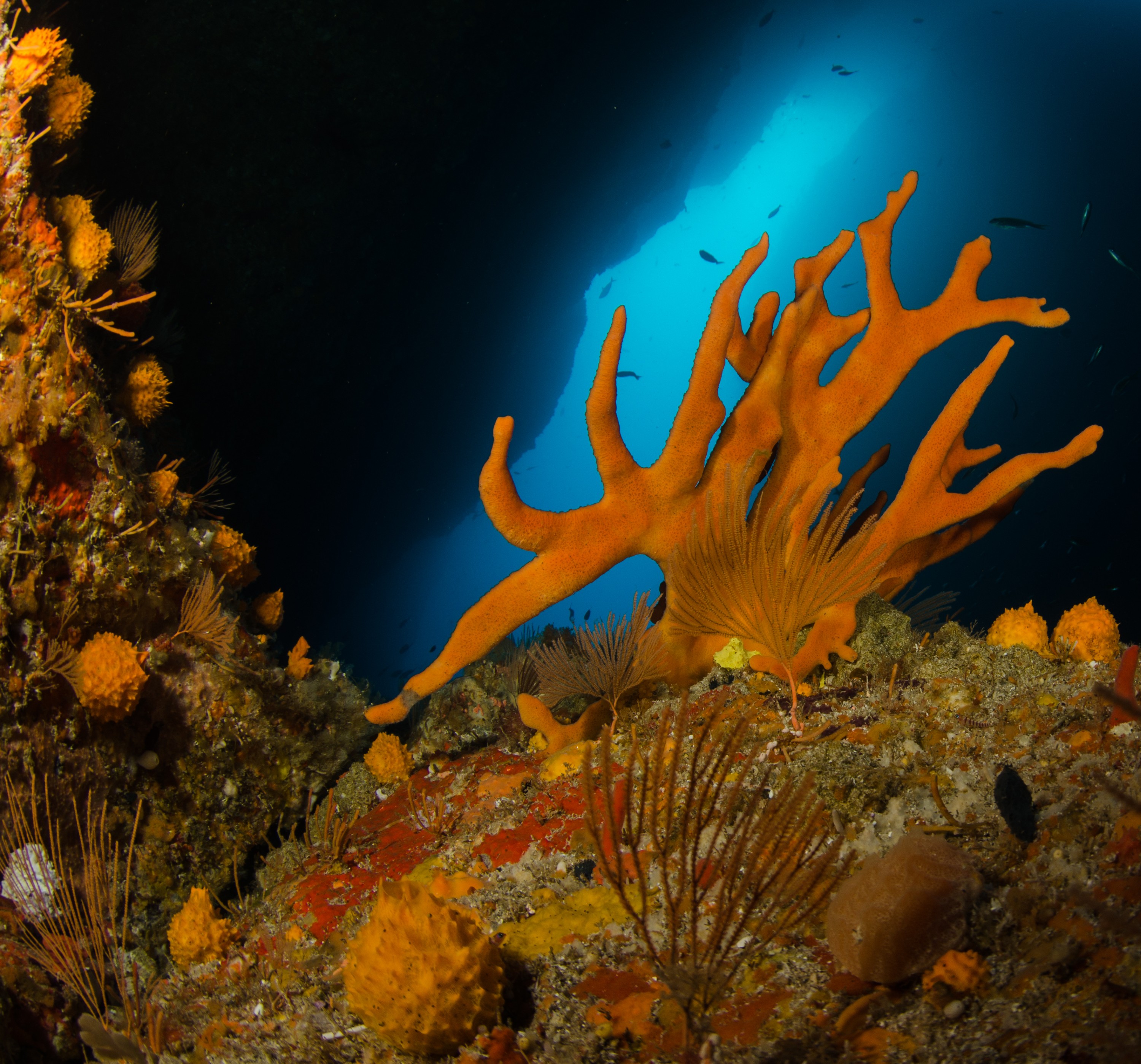 DSC_3099 – crispin, nz, new, zealand, new zealand, poor, knights, marine, reserve, sponge, garden, unknown